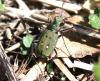 Cicindela campestris